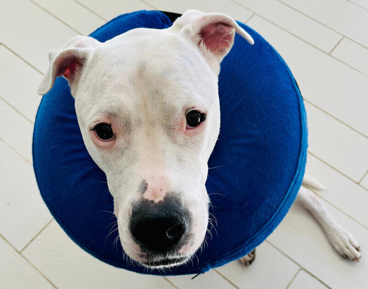 Inflatable Donut Collar