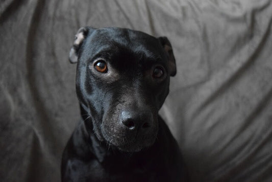 Staffordshire Bull Terrier : Un compagnon aimant et énergique