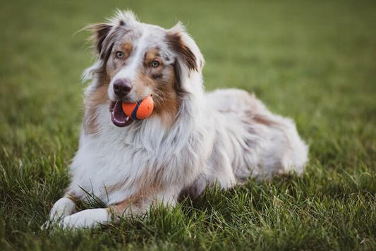 Les Erreurs Courantes à Éviter lors de l'Éducation de Votre Chien