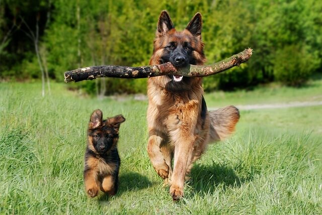 Éduquer un Chiot vs. Éduquer un Chien Adulte : Comprendre les Différences