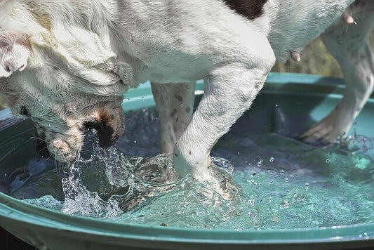 Alimentation Estivale du Chien : Conseils essentiels pour une alimentation saine pendant l'été